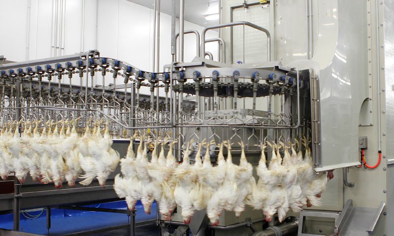 Kippen wachten op slacht door uitval besmette slachters