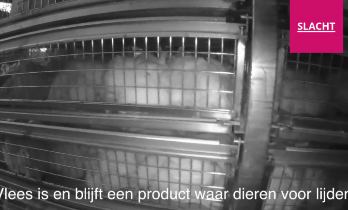Animal Rights laat zien hoe vleeskuikens worden gevangen