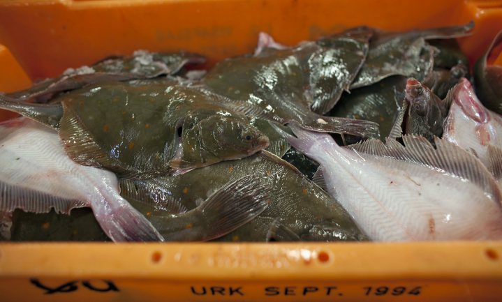 Belgische vis van het jaar - Pladijs wint de prijs alweer