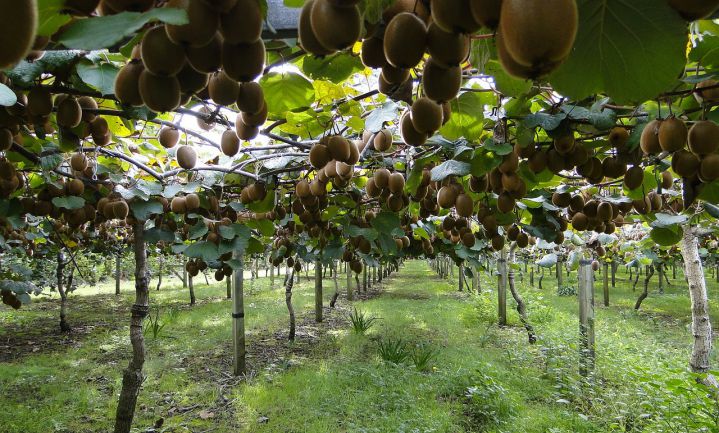 Eerste Nederlandse kiwi-oogst in Bunnik