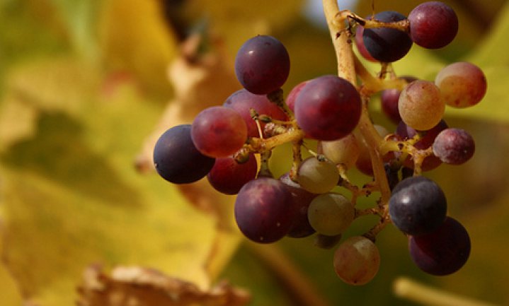 Klimaatverandering verandert de wijnbouw