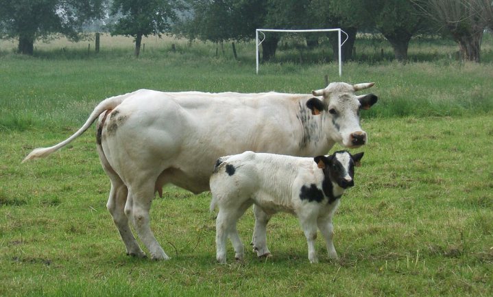 Intensievere veehouderij beter voor klimaat maar niet voor milieu