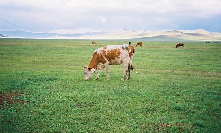 Mongolië wil Franse en Nederlandse melkkennis