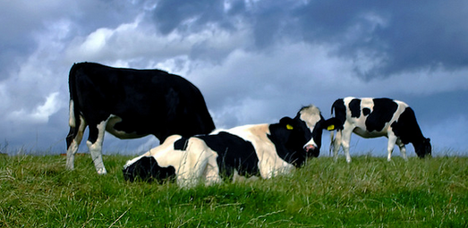 ‘Over 30 jaar nog slechts 1.000 Deense melkveehouders’