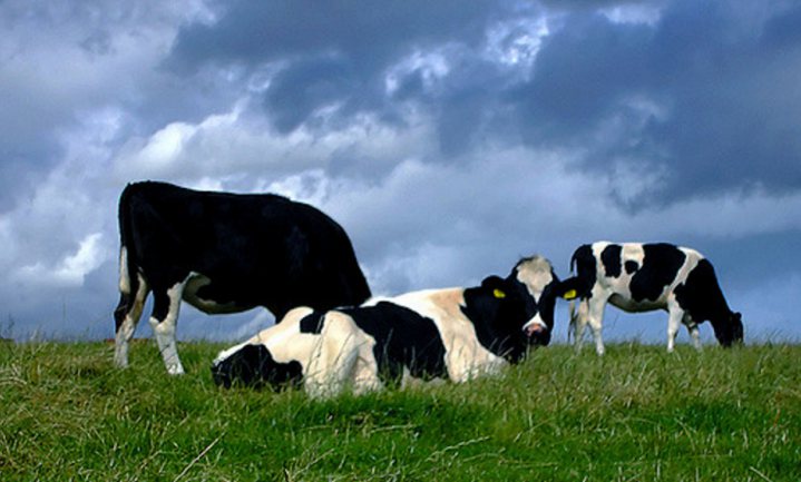Rapport overheidsconsultants adviseert gedwongen krimp veehouderij