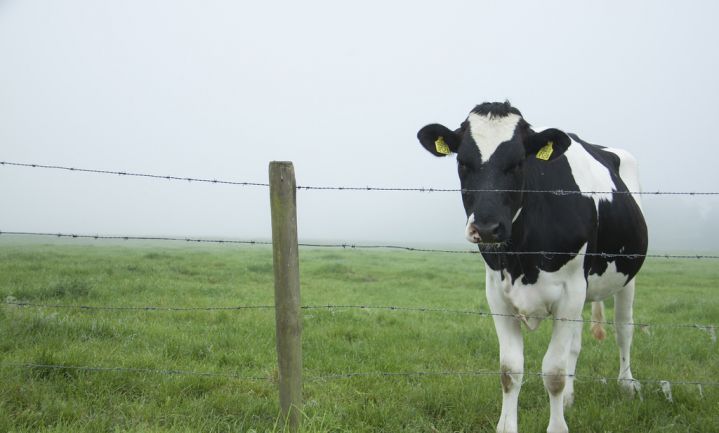 Van Dam bereidt opkoopregeling vee voor