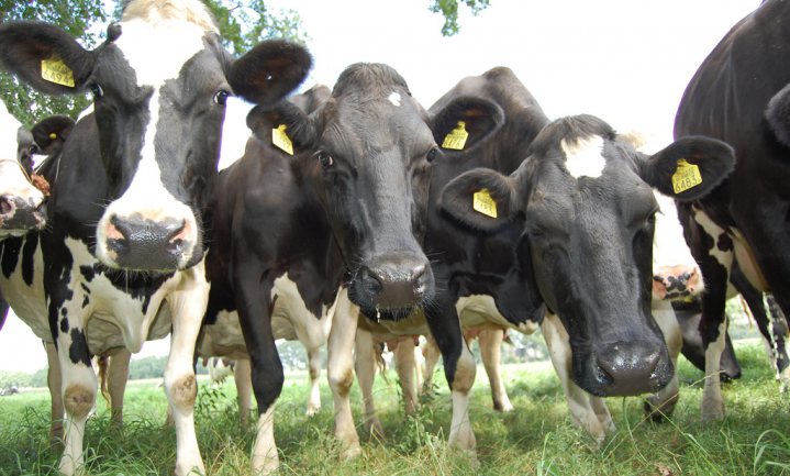 ‘Klimaatakkoord Parijs kost Nederland 500.000 koeien’