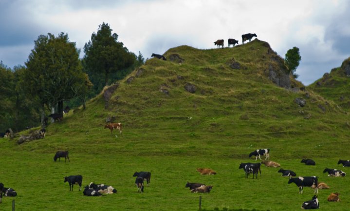 Twee jaar uitstel uitstoottaks voor Nieuw-Zeelandse boeren