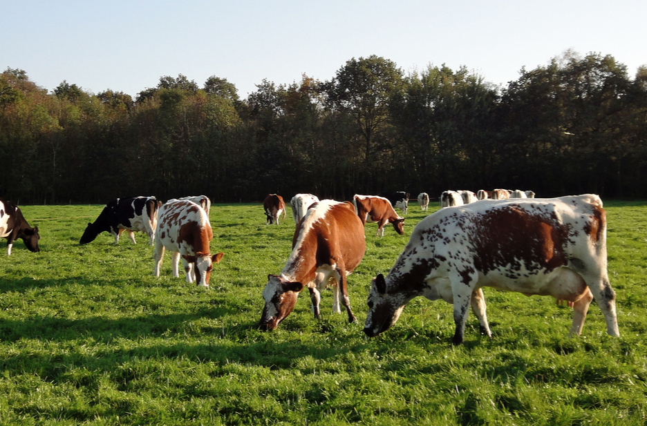Nabuurschap in Nederland: natuur en landbouw in een nieuw perspectief