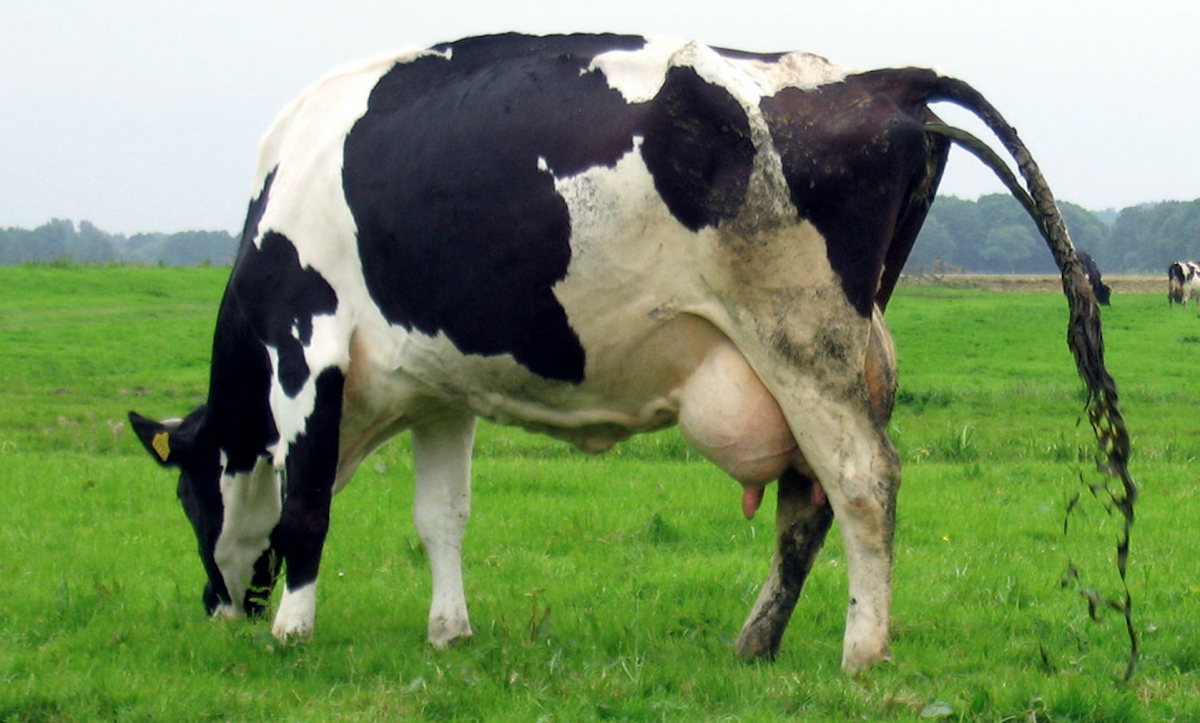 Почему у коровы теленок. Корова. Стельная корова. Диарея крупного рогатого скота.