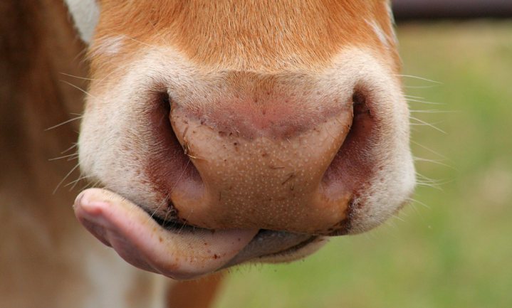 Wie de darmen van de koe begrijpt, kan haar minder schadelijke gassen laten maken