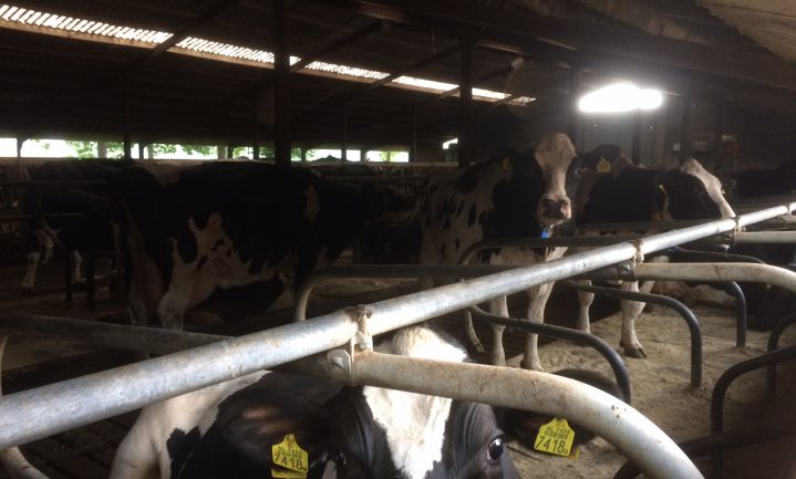 Biosecurity Nederlandse rundveehouderij moet beter