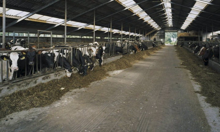 Boerenkoepel LTO Noord verklaart zich medeschuldig aan ontstaan knelgevallen in de melkveehouderij