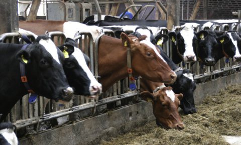 Hittestress kost melkveehouder €500 per dag