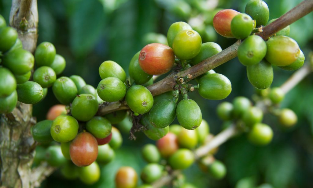 Koffiehandel maakt Arabica geschikt voor veranderend klimaat