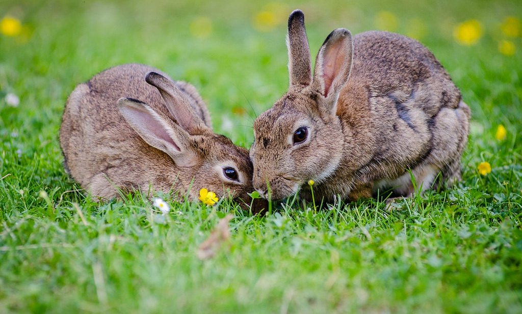 Australische konijnenplaag veroorzaakt door wilde Britse voorouders