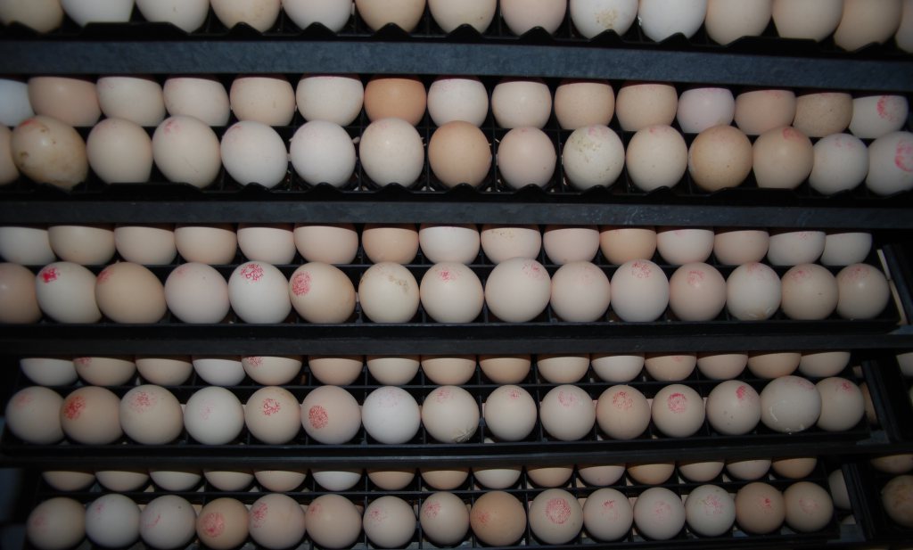 Kooi-eieren uit Oekraïne blijven EU in mogen