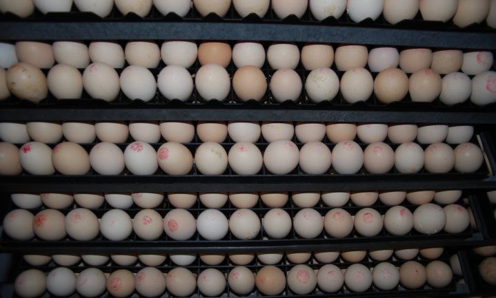 In de VS tweehonderd miljoen eieren teruggehaald uit angst voor salmonella