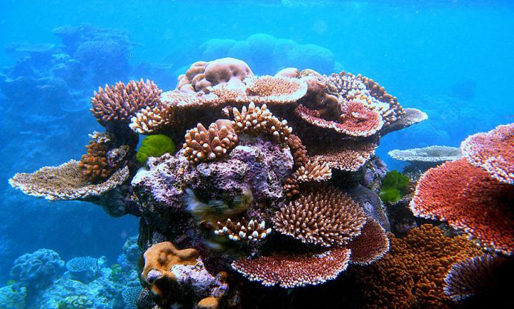 Ook koraalrif Zuid-Chinese zee bedreigd door klimaat