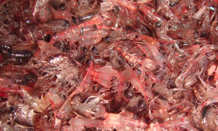 Hoe de poep van Antarctische krill de oceanen bevrucht en zelfs CO2 opslaat