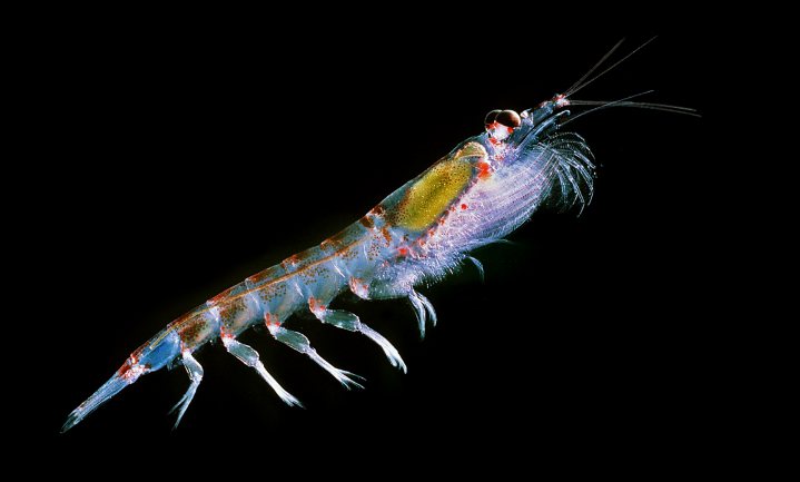 China wil vangst krill zestig keer verhogen