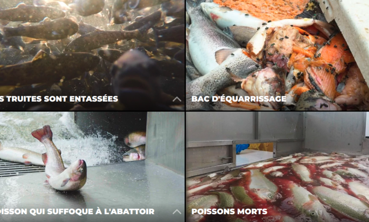 Dierenwelzijnsorganisaties stellen wreedheid viskweek en -slacht aan de kaak