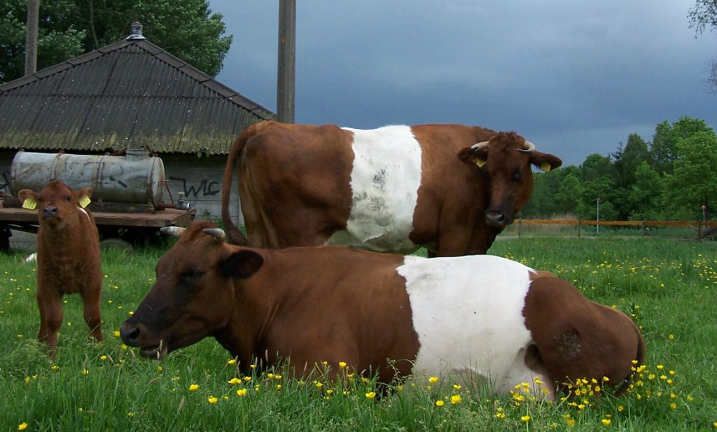 ‘Tientallen bedreigde koeien al geslacht’