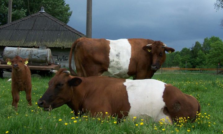 Slow Food verwijt Van Dam verdwijnen Lakenvelder koe