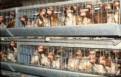 VVD maakt dierenwelzijn breekpunt in vrijhandelsakkoord met VS