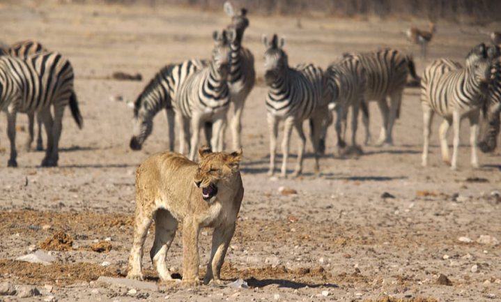 Zwetende zonnepanelen, zebra’s moet kiezen tussen leeuw en hitte, insecten tellen met een camera