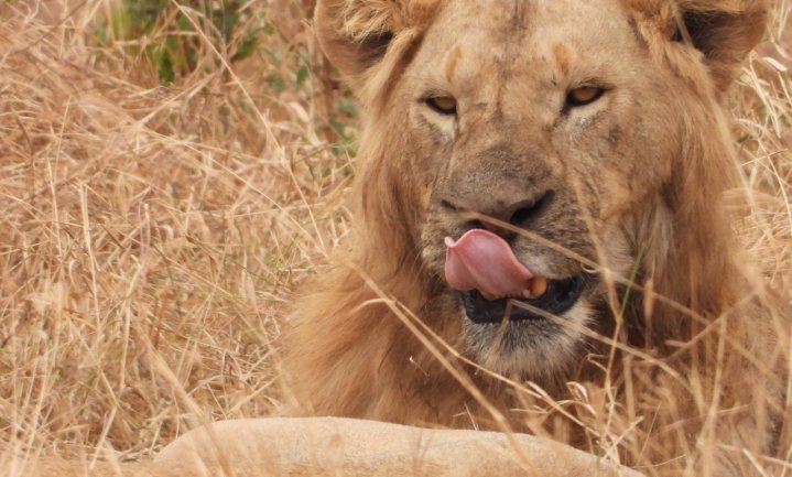 ‘Klinkende munt voor jager helpt leeuwen overleven’