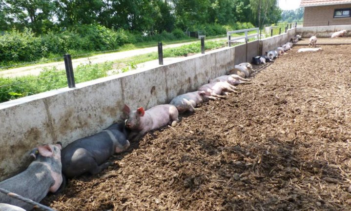 Nooduitgang voor varkens nodig