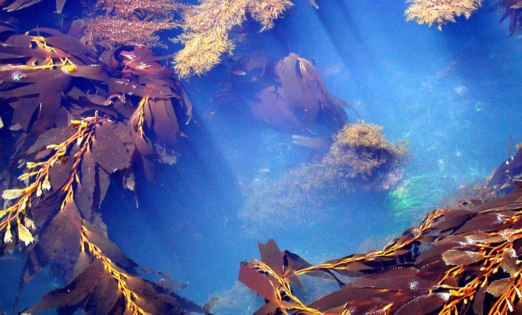 In zee gespoelde meststoffen veranderen geluiden onder water