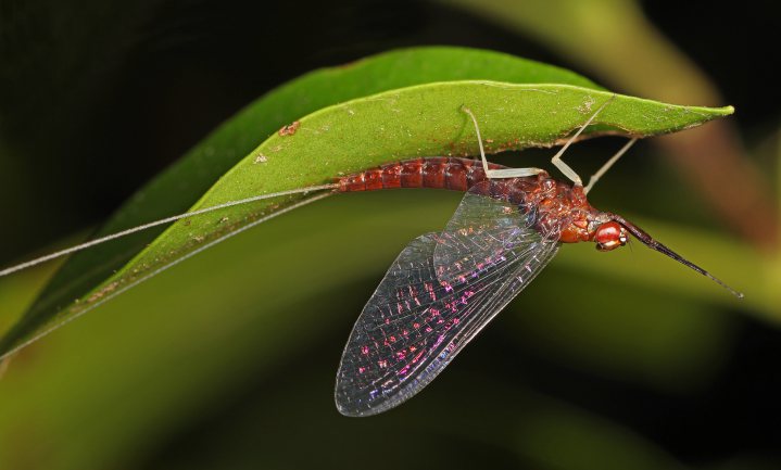 Goed nieuws: insecten kunnen zich razendsnel herstellen als je de juiste maatregelen neemt