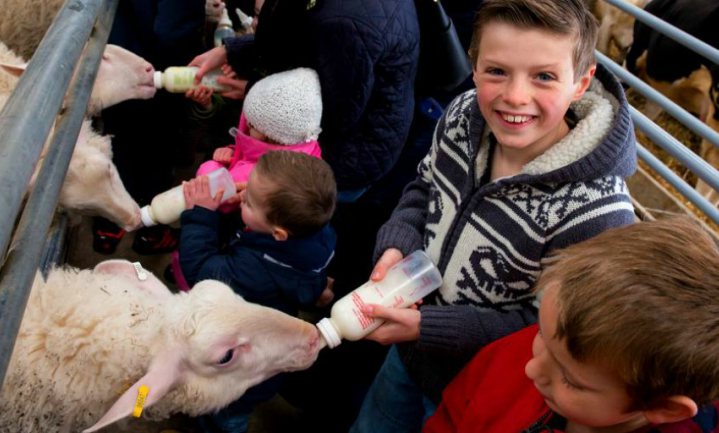 4 op de 5 Britse lagere schoolkinderen willen naar boerderij