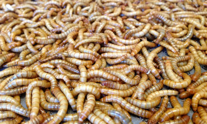 Meelwormen officieel veilig verklaard als menseneten