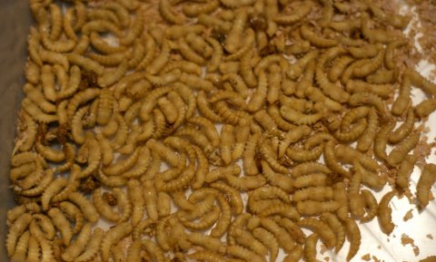 Meelwormen van de lopende band