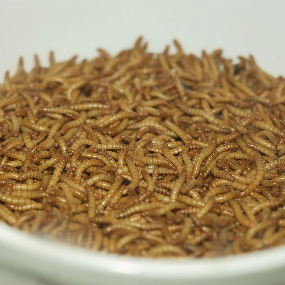 België kweekt als eerste land voedselveilige insecten