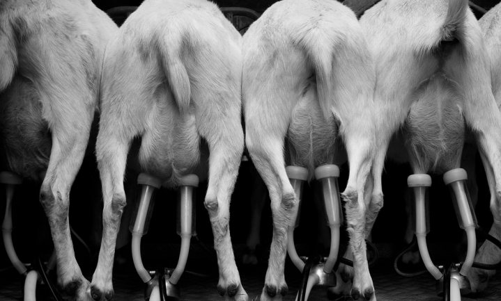 Flink meer geiten en zowel minder gewone als biologische koeien in Nederland