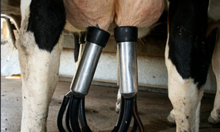 Waarom geeft een Deense koe zoveel melk?
