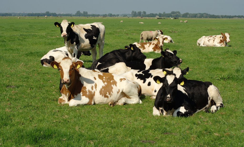 ‘Kabinet wil DSM enzymen in de melk om stikstofcrisis op te lossen’