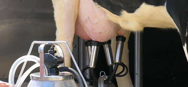 Vlaamse melkveehouders ‘drooggezet’