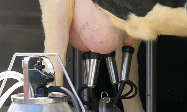 Vlaamse melkveehouders ‘drooggezet’