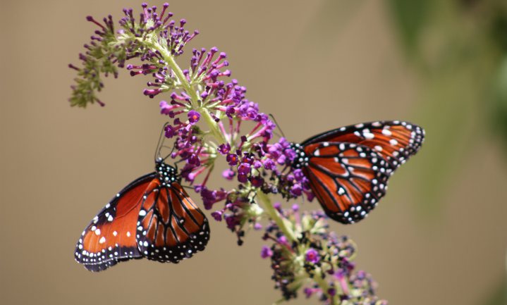 Biologische wijngaarden blijken vlinderparadijs