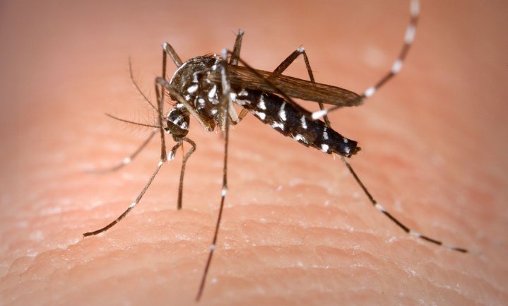 Klimaatverandering bedreigt Europese volksgezondheid door muggen en teken