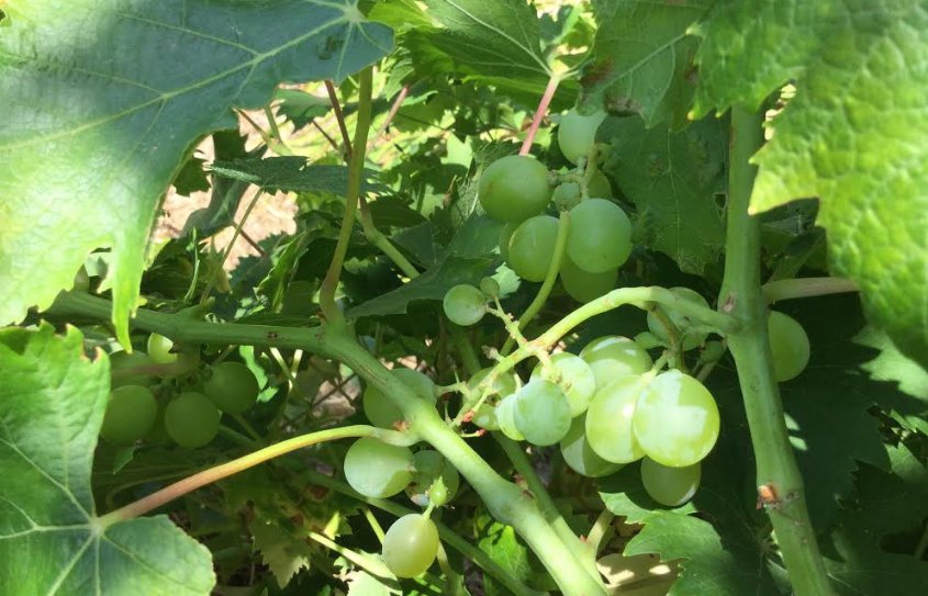 Vroege oogst, minder wijn en ook in Frankrijk krijgt klimaat de schuld