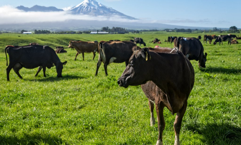 Regering Nieuw-Zeeland ruimt 150.000 koeien om een bacterie uit te roeien