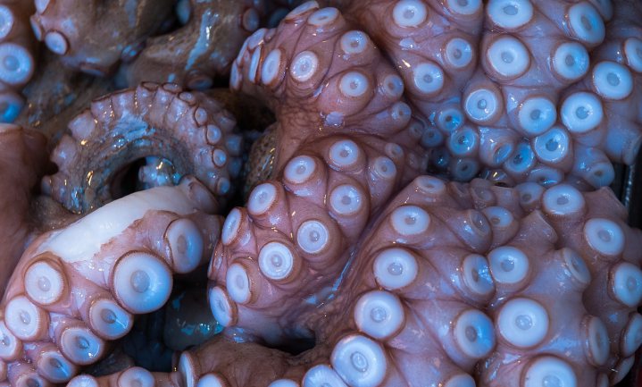 Handelaar verkocht inktvis als octopus om de markt toch tevreden te stellen