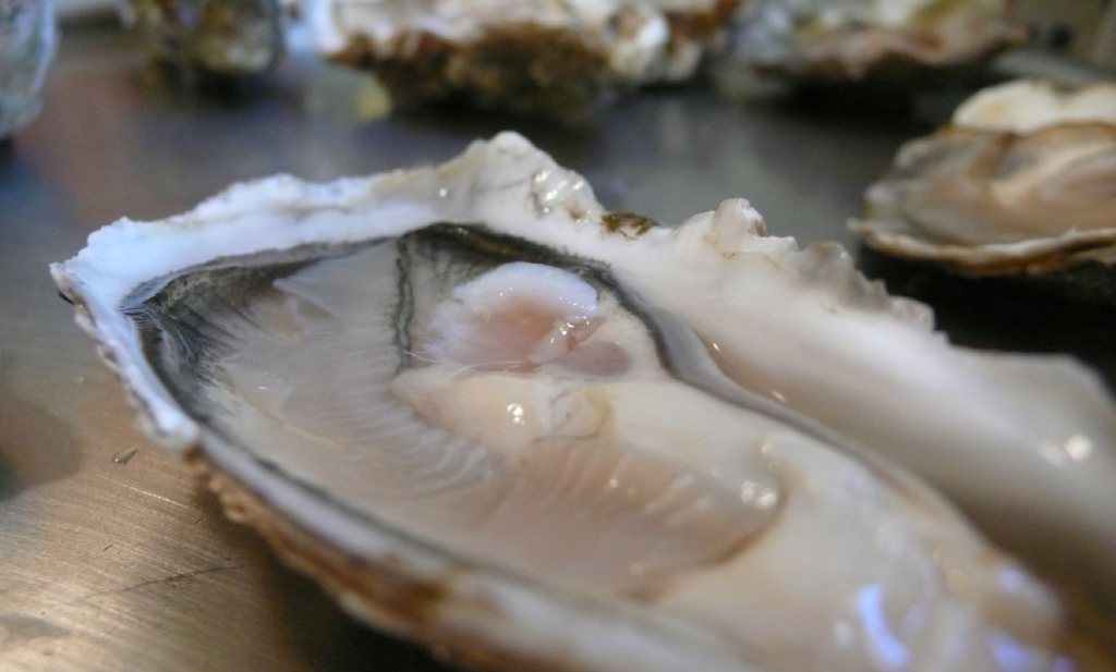 Eerste oesterkwekerij op land na 5 maanden failliet