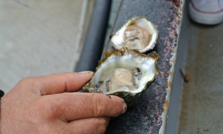 Grevelingenmeer in zuurstofnood, maar met de oesters gaat het goed